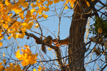 squirrels on tree