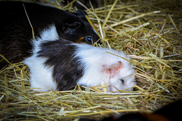 Piccola cavia bianca e nera