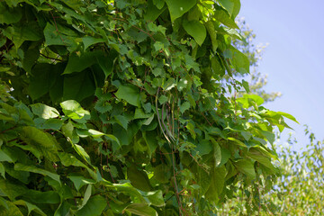 The northern catalpa (Catalpa speciosa), commonly known as the  hardy catalpa, western catalpa, cigar tree or catawba is tree native to the midwestern United States.