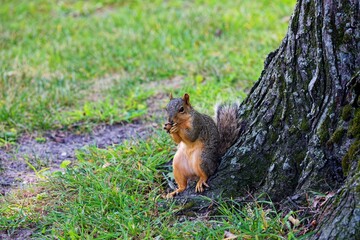The fox squirrel (Sciurus niger), also known as the eastern fox squirrel or Bryant's fox squirrel. 