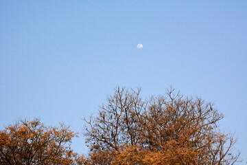 A distant moon is visible in the clear blue daytime sky above the autumn crowns of trees with orange leaves
