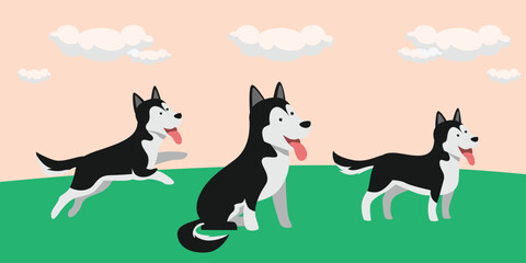 Adorable Siberian Husky Dogs in Various Poses