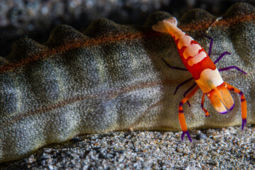 PG Island, Oriental Mindoro Province, Philippines - Close-up of marine life