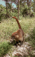 Coati coatis snuffling and search for food tropical jungle Mexico.