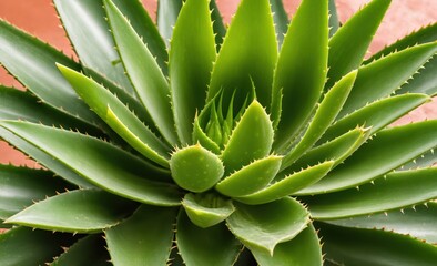 Obraz premium Close-Up of Aloe Vera Plant with Green Succulent Leaves