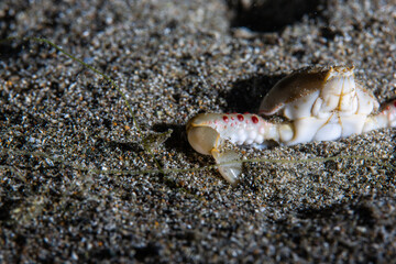 PG Island, Oriental Mindoro Province, Philippines - Close-up of marine life