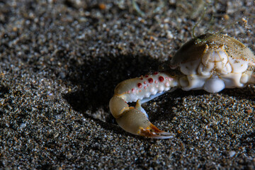 PG Island, Oriental Mindoro Province, Philippines - Close-up of marine life