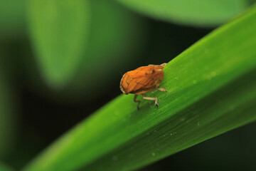 natural Passionvine hopper insect macro photo