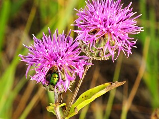Zielony błyszczący owad na fioletowym kwiatku