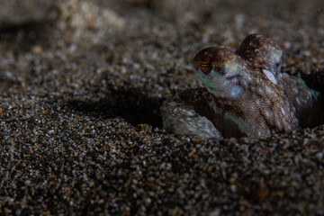 PG Island, Oriental Mindoro Province, Philippines - Close-up of marine life