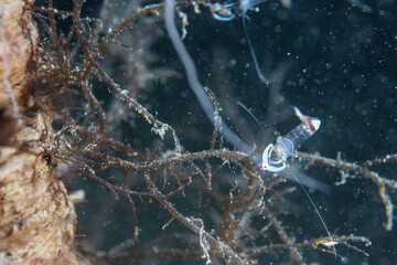 PG Island, Oriental Mindoro Province, Philippines - Close-up of marine life