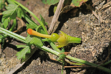 greater quaking grass plant macro photo