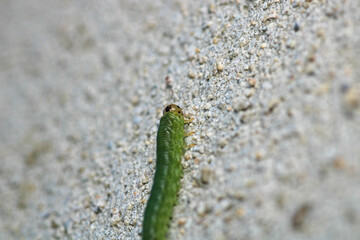 cimbex femoratus fly larva macro photo