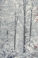 Tranquil Winter Scene: Forest trees covered in frost and snow