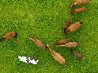 Fototapeta premium Aerial view of a group of horses on a field.