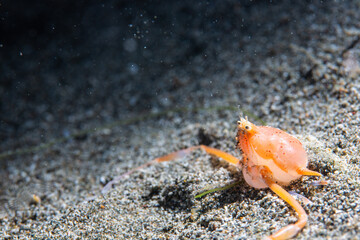 PG Island, Oriental Mindoro Province, Philippines - Close-up of marine life