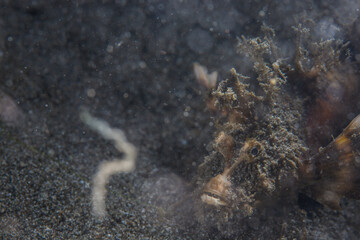 PG Island, Oriental Mindoro Province, Philippines - Close-up of marine life