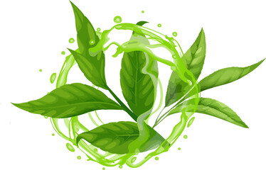 green leaves isolated on white background