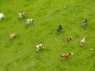 Aerial view of cattle herd on a green meadow. Milk cows grazing on a pasture in rural farmland.