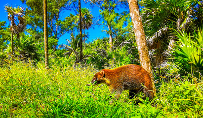 Coati coatis snuffling and search for food tropical jungle Mexico.