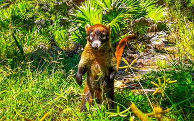 Fototapeta premium Coati coatis snuffling and search for food tropical jungle Mexico.