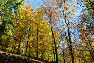 Trees covered with yellow and orange leaves grow on the hillside in the autumn forest. Hiking in nature. Tourist natural landscape and walking route