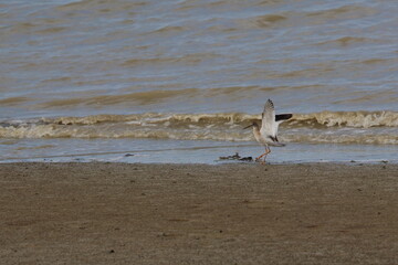 waders