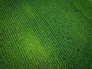 Aerial view of maize field in agricultural land. Rural scene with corn field from above.