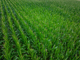 Aerial view of maize field in agricultural land. Rural scene with corn field from above.