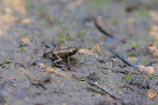 Tiny Toads on a forest floor, County Durham, England, UK