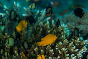 PG Island, Oriental Mindoro Province, Philippines - Close-up of marine life