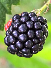 blackberry on the vine