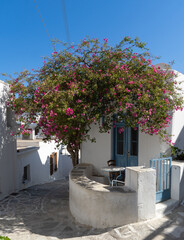 Lefkes, Isla Paros , Grecia,  icónica calle de la isla muy floreada