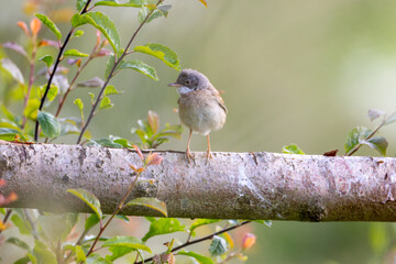 Whitethroat Bird sat on a tree branch on a summer morning. County Durham, England, UK.
