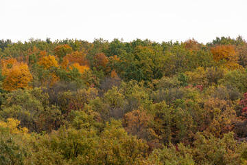 Panoramic view of colorful autumn deciduous forest. Autumn landscape with yellow red and green leaves on trees. Bright leaf color in fall nature. Scene of calm nature and orange foliage outdoors.