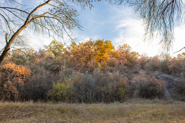 Fototapeta premium Panoramic view of colorful autumn deciduous forest. Autumn landscape with yellow red and green leaves on trees. Bright leaf color in fall nature. Scene of calm nature and orange foliage outdoors.