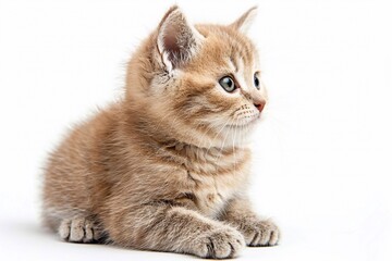 Obraz premium scottish fold cat. British kitten sitting back