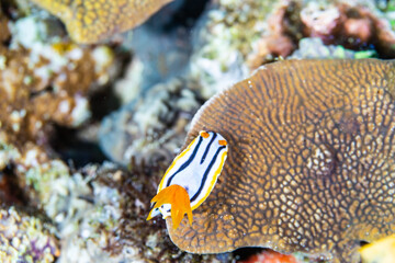 PG Island, Oriental Mindoro Province, Philippines - Close-up of marine life