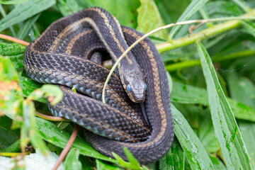 Fototapeta premium An eastern garter snake about to shed its skin.