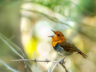 森の中の木陰で枯れ木に留まってさえずるコマドリの雄