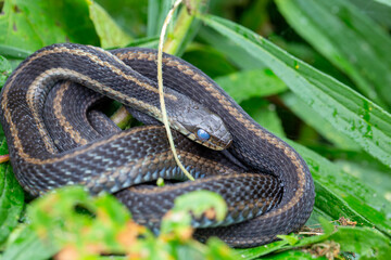 An eastern garter snake about to shed its skin.