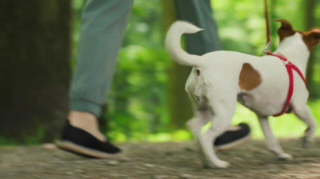 Female dog walker walks her Jack Russell terrier dog in summer park, leads it on leash. Woman with cute pet at morning walking.