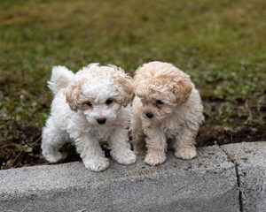 two puppies on a grass