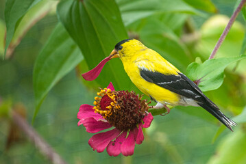 Obraz premium Male goldfinch bird perched on pink zinnia flower with petal in his beak