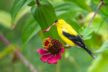 Yellow goldfinch bird perched on pink zinnia in garden with petal in beak