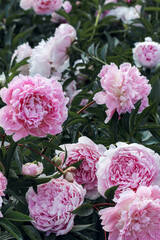 Obraz premium Pink peonies on a bush. Natural holiday background.