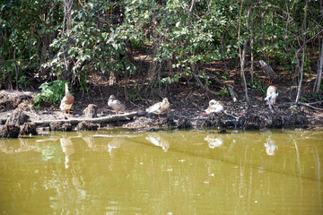 the ducks stand along the shore in the reserve