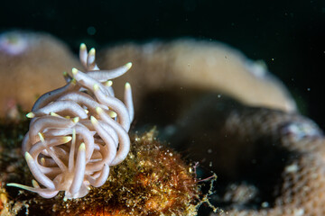 PG Island, Oriental Mindoro Province, Philippines - Close-up of marine life