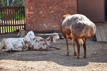 barnyard with pigs and goats