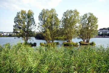 Dickicht und Pflanzenwuchs am ufer des Phoenix-See im Licht der Abendsonne mit Blick auf moderne Wohnhäuser für Reiche und Wohlhabende im Stadtteil Hörde in Dortmund in Westfalen